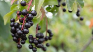 Dark berries hanging in bunches on a tree